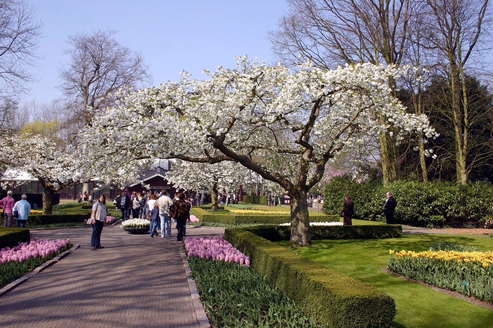 Keukenhof, Lisse